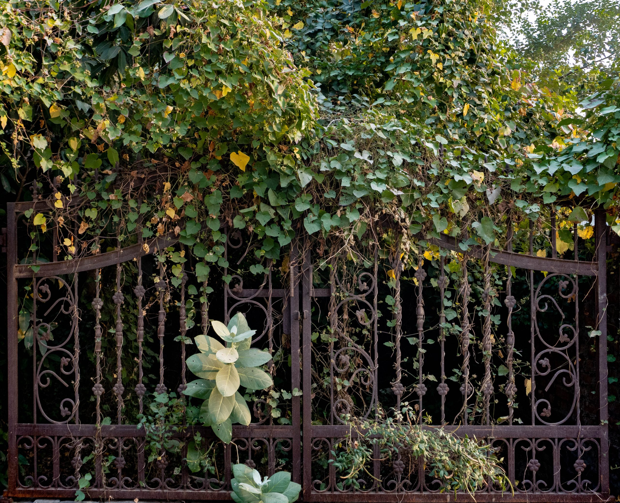 rusted iron entrance gate , plants, cllimbers and vignettes in old abandoned deserted houses
